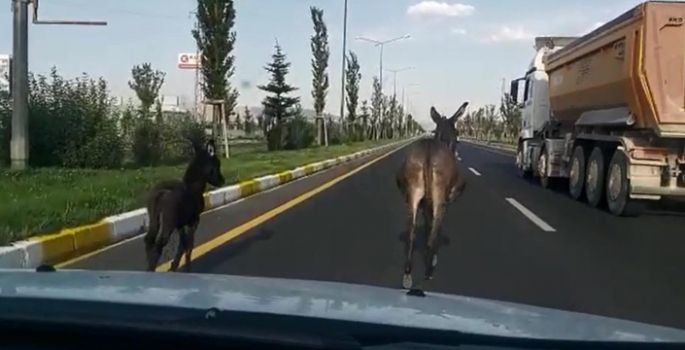 Karayoluna çıkan başıboş eşekler sürücülere zor anlar yaşattı