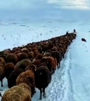 Karlı yollarda küçükbaş hayvanların zorlu yolculuğu