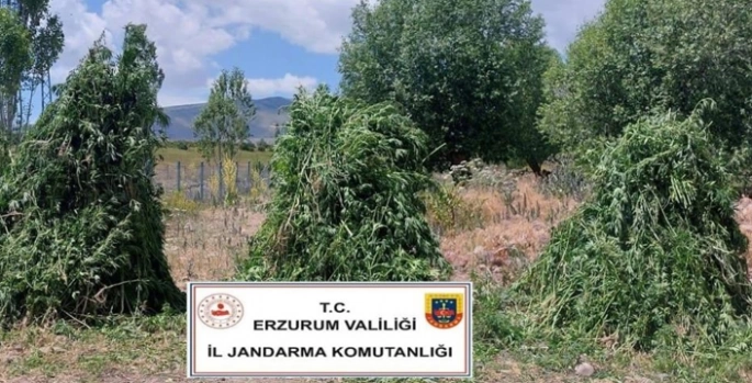 Kenevir operasyonu