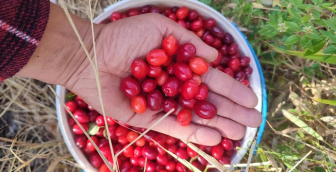 Kızılcıkta hasat zamanı