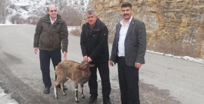 Köpeklerin yaraladığı yaban keçisi tedavi edilecek