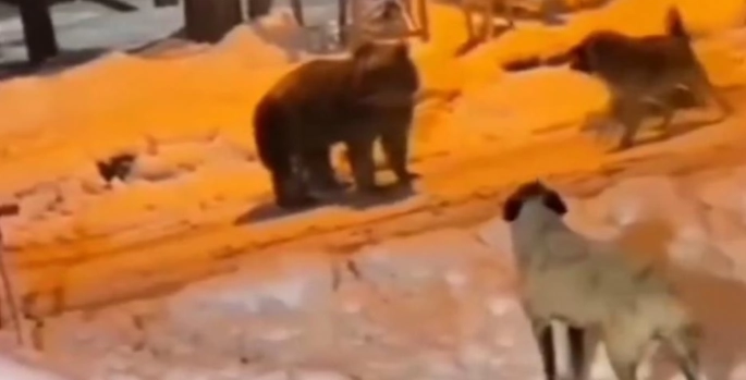 Köye ayı indi