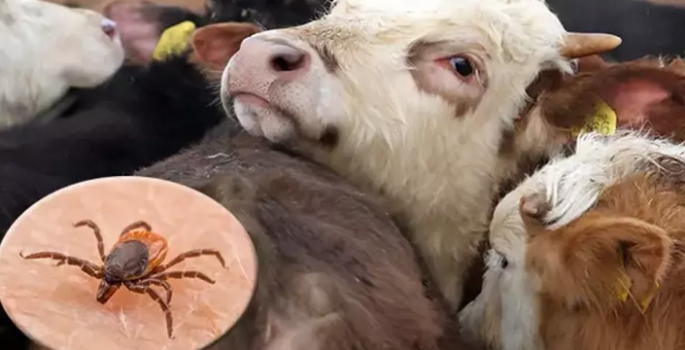 Kurban öncesi kene uyarısı