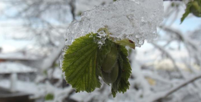 Meteorolojiden zirai don uyarısı