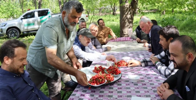 Misafir kirazında hasat vakti