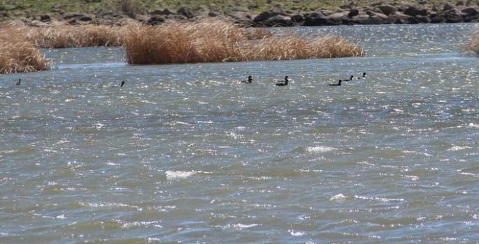 Nene Hatun Gölü göçmen kuşların evi oldu