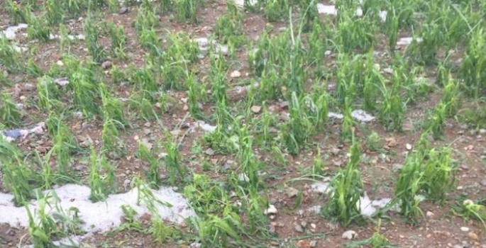 Oltu’da dolu yağışı ekili alanlara zarar verdi
