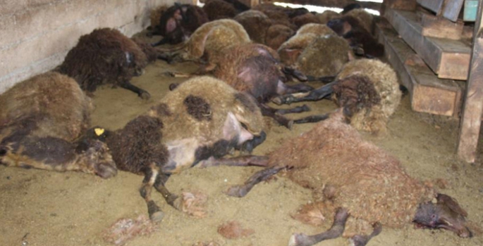 Oltu’da kurt dehşeti: 40 koyunu telef etti, 6 koyunu yaraladı
