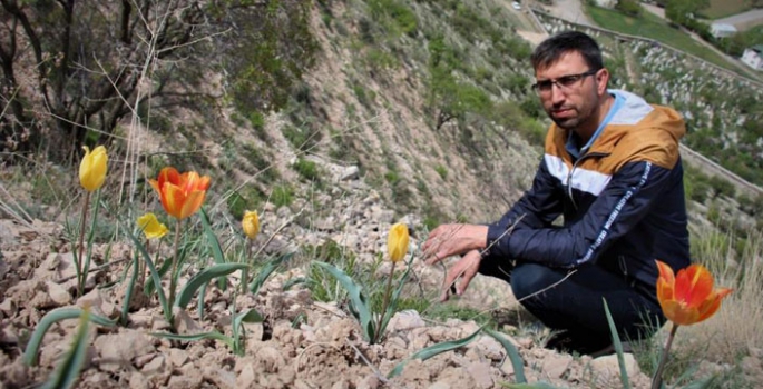 Oltu’da laleler açmaya başladı