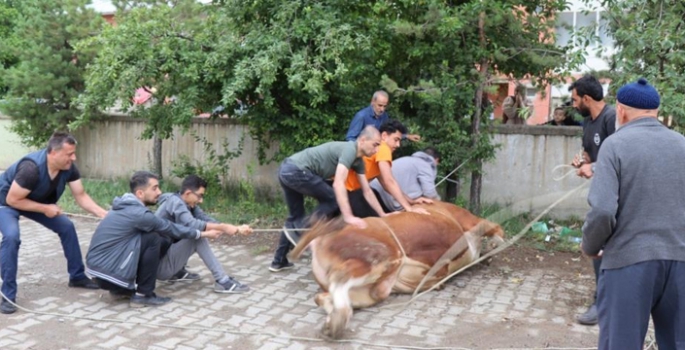 Oltulular kurban kesim alanlarına akın etti