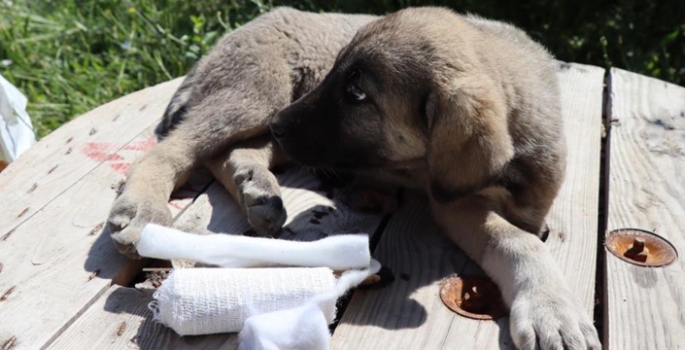 Otomobilin çarptığı yavru köpeğe vatandaş sahip çıktı