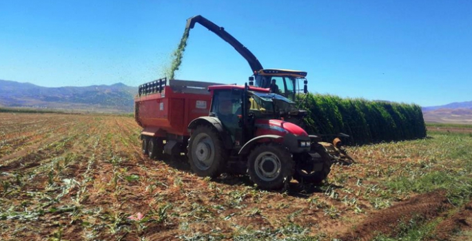 Silajlık mısır hasadı başladı