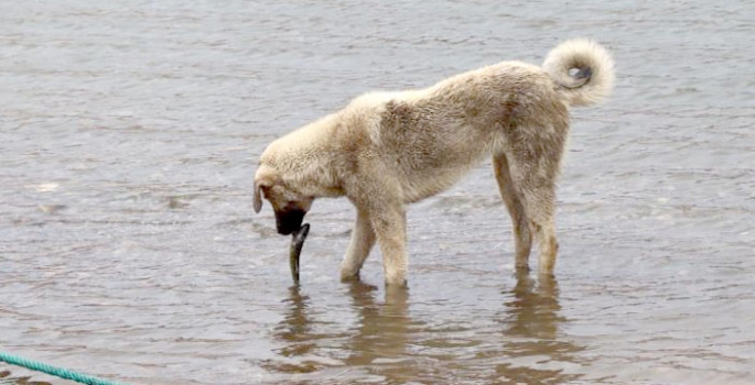 Sokak köpeğinden hayat dersi