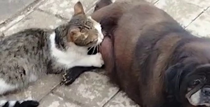 Sokakta şefkat sahnesi: Köpek kediyi emzirdi
