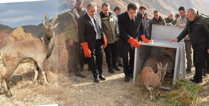 Tedavi edilip, doğaya bırakıldılar