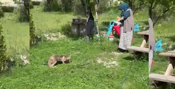 Tilkiyi elleriyle besledi