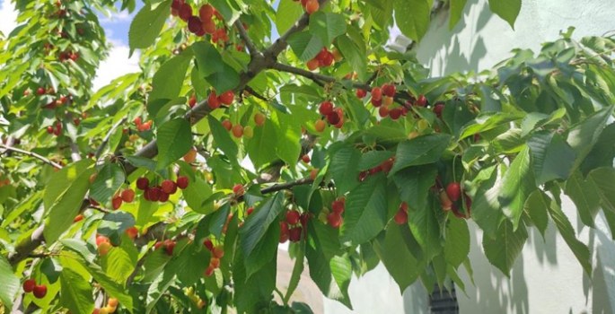 Uzundere’de üretiyor, yedi bölgeye satıyor