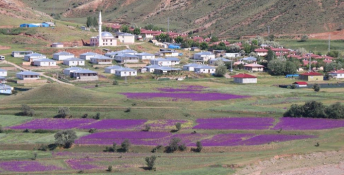 Yağmurlar doğayı ‘mor'a boyadı