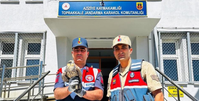 Yaralı yavru doğana jandarma sahip çıktı