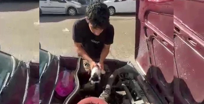 Yavru kedi otomobilin motor bölümünde sıkıştı